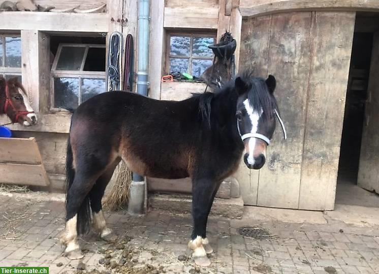 Bild 3: 1 Shetlandpony und 1 Welsh Pony zu verkaufen