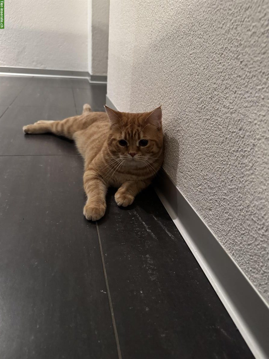 Bild 3: Deckkater Diego mit orangefarbenem Fell