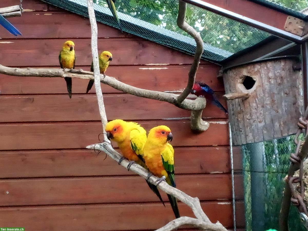 Bild 3: Sonnensittich Hennen zu verkaufen