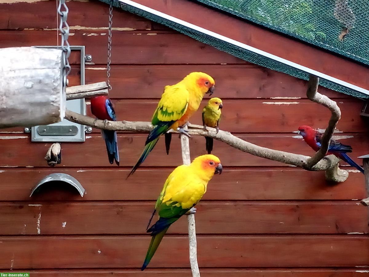 Bild 5: Sonnensittich Hennen zu verkaufen