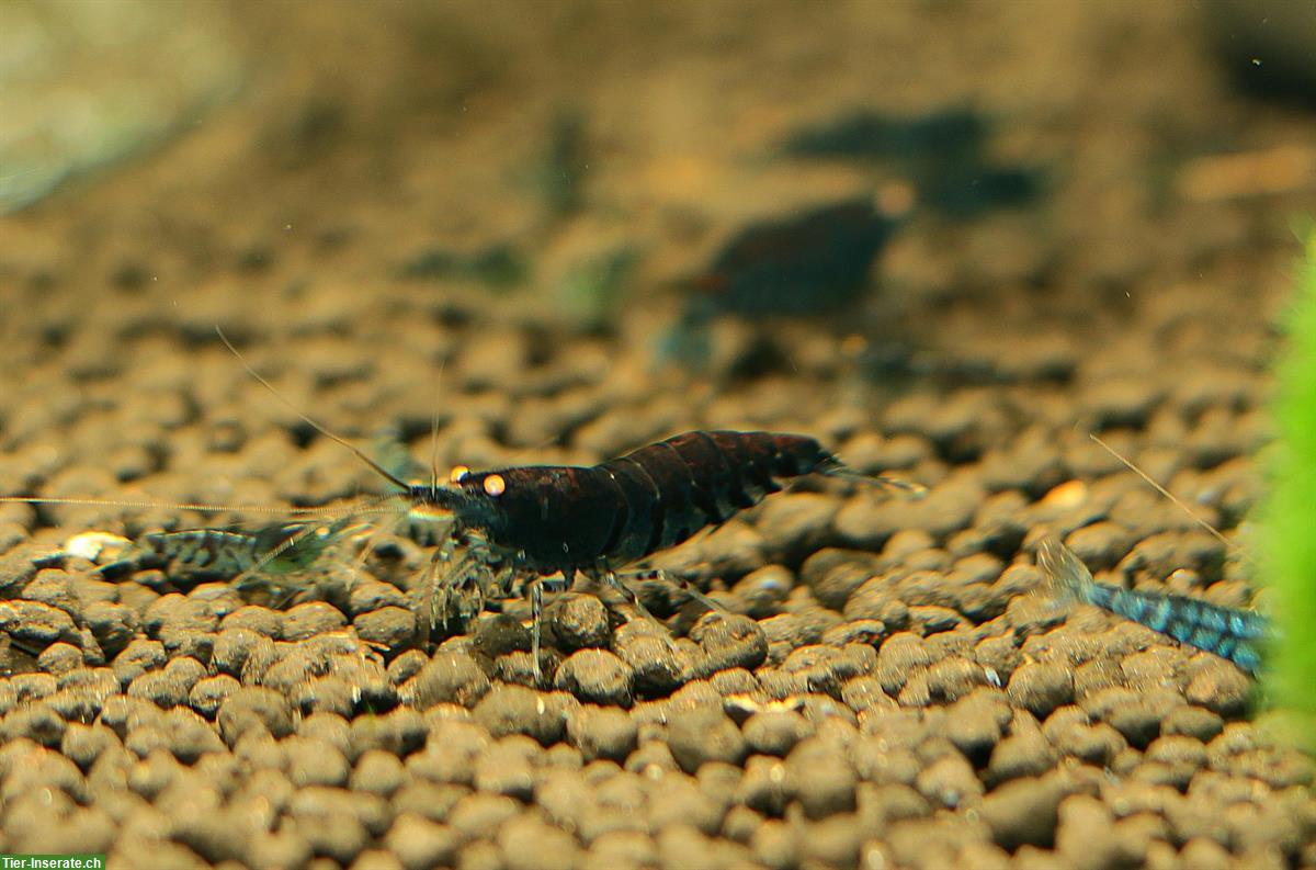 Caridina Blue Tiger OE Garnelen | Versand oder Abholung