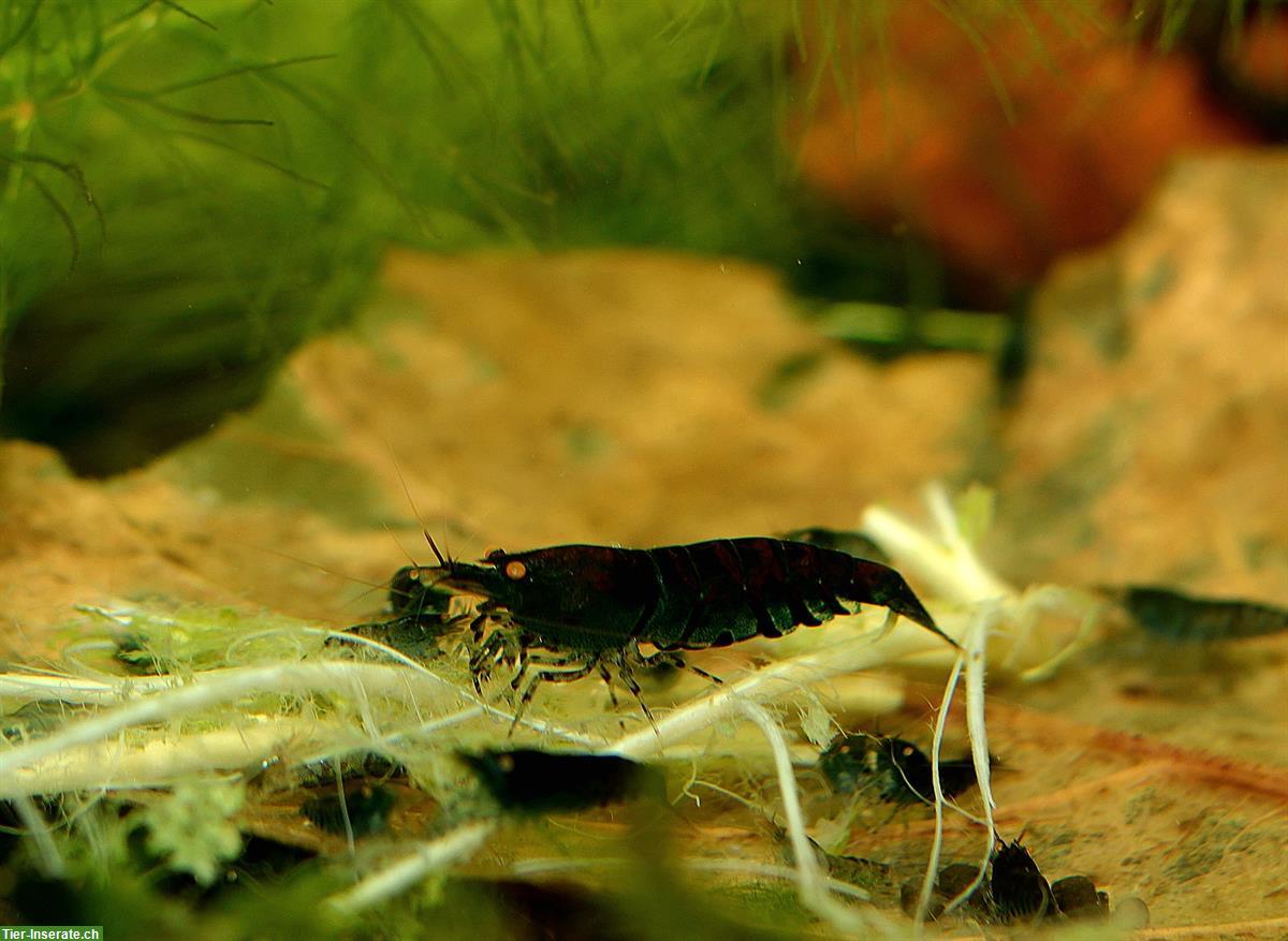 Bild 2: Caridina Blue Tiger OE Garnelen | Versand oder Abholung