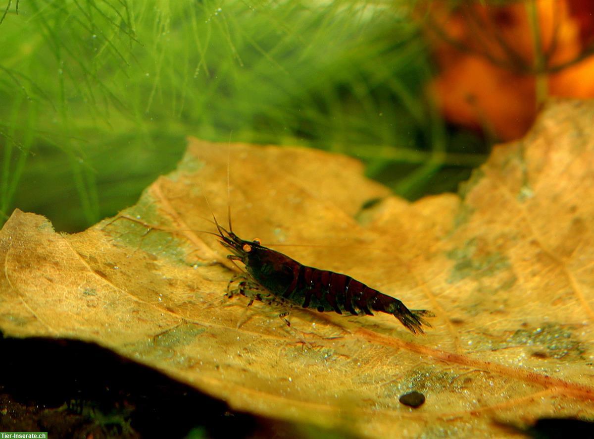 Bild 3: Caridina Blue Tiger OE Garnelen | Versand oder Abholung