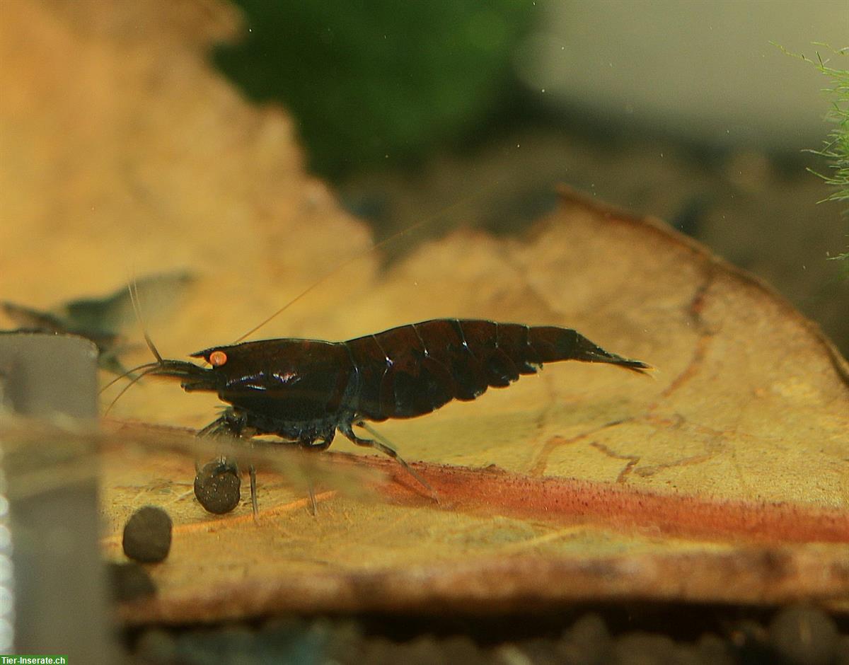 Bild 4: Caridina Blue Tiger OE Garnelen | Versand oder Abholung