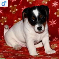 Jack Russell Terrier Welpen suchen ein neues Zuhause