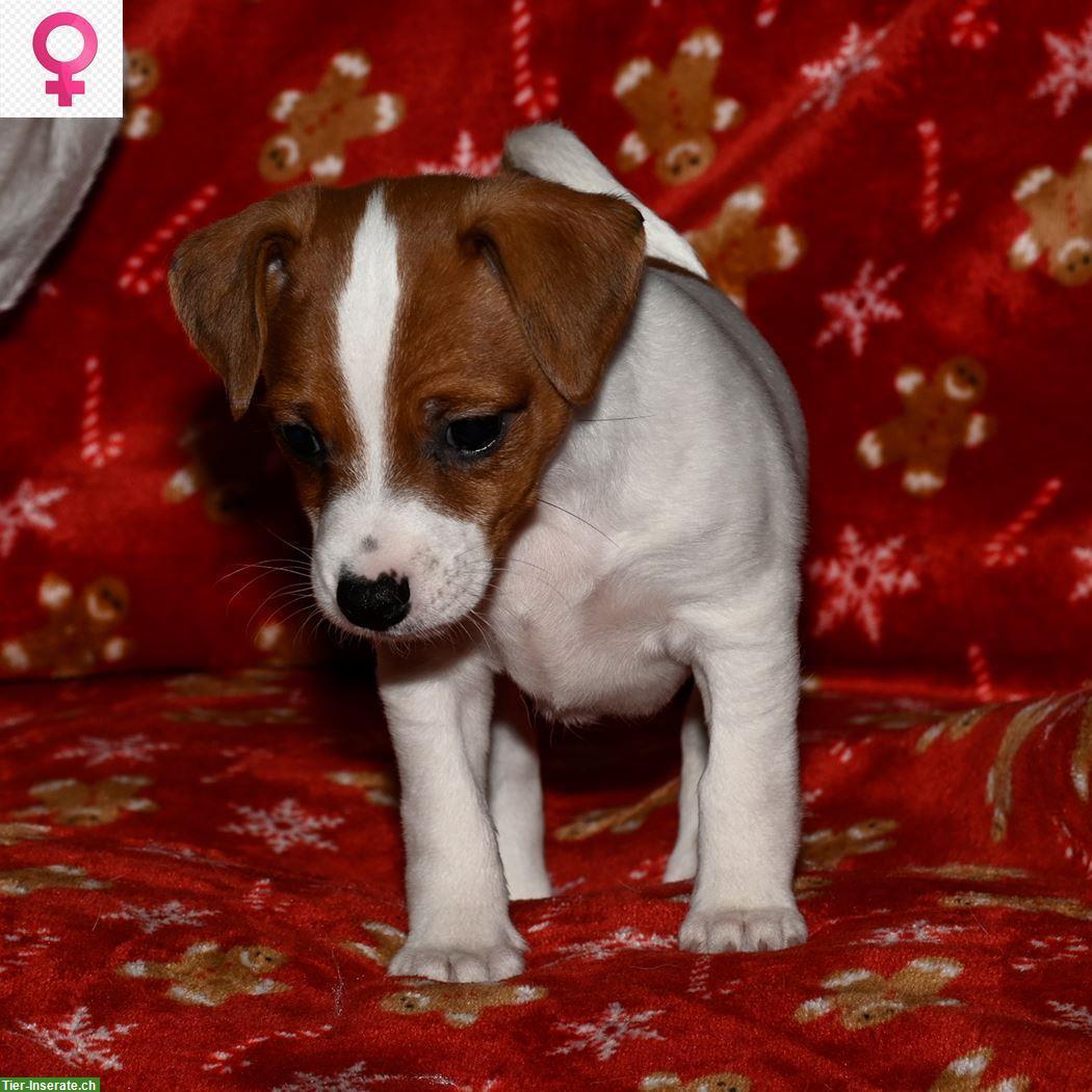 Bild 2: Jack Russell Terrier Welpen suchen ein neues Zuhause