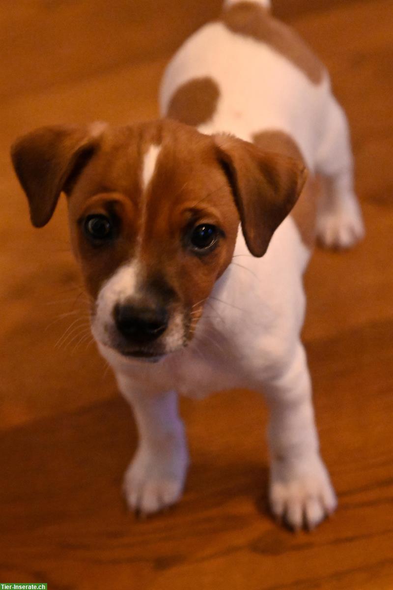 Bild 3: Jack Russell Terrier Welpen suchen ein neues Zuhause