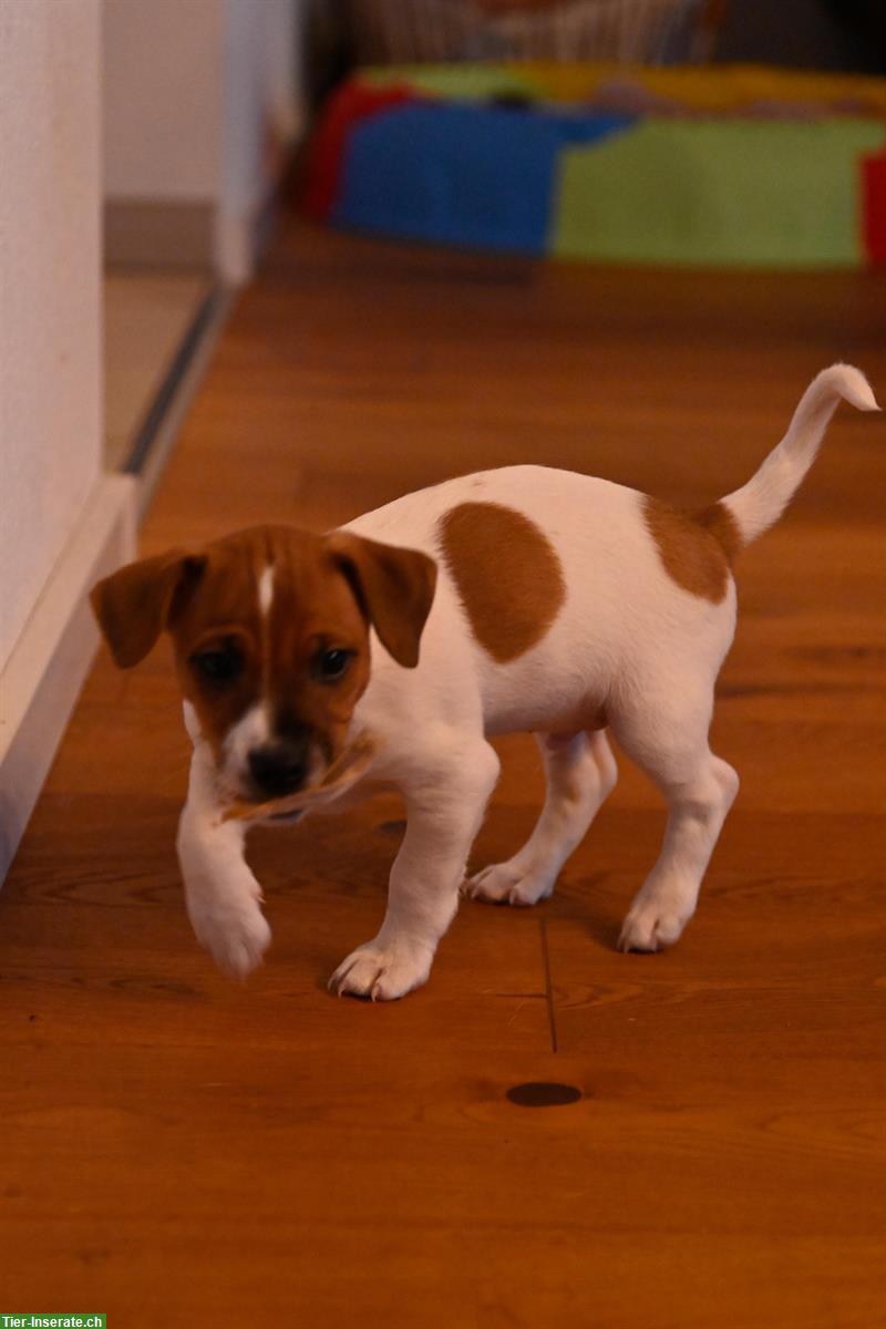 Bild 4: Jack Russell Terrier Welpen suchen ein neues Zuhause