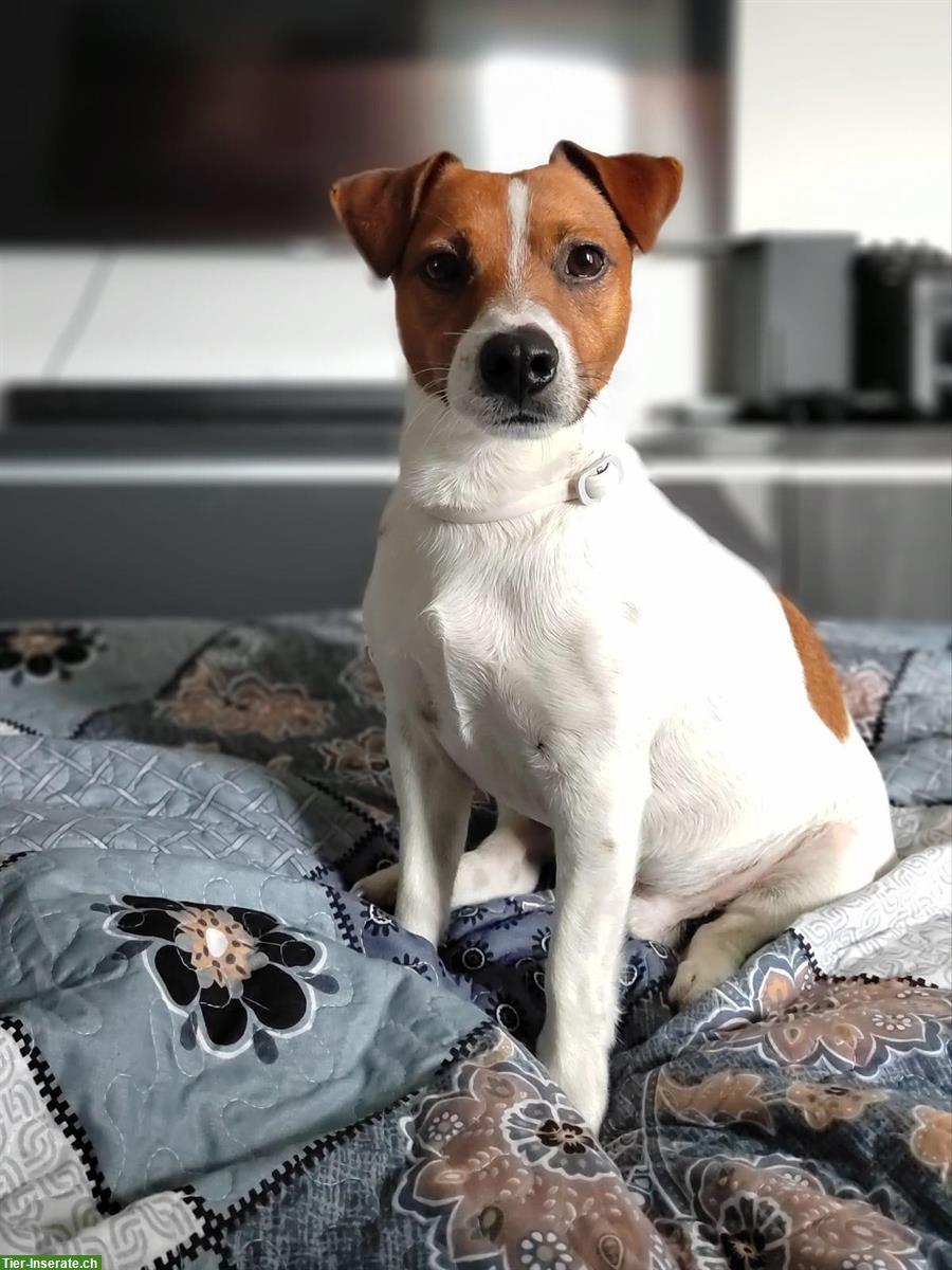 Bild 6: Jack Russell Terrier Welpen suchen ein neues Zuhause