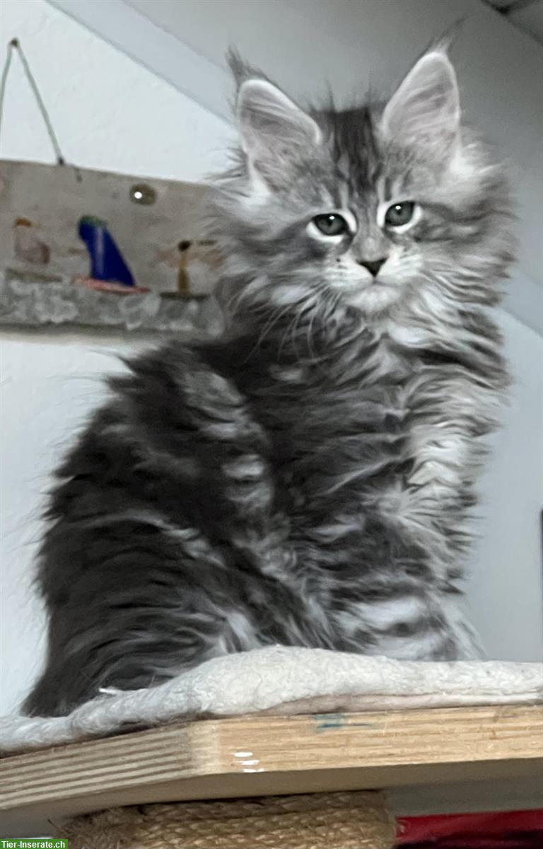 Reinrassige Maine Coon Kitten abzugeben