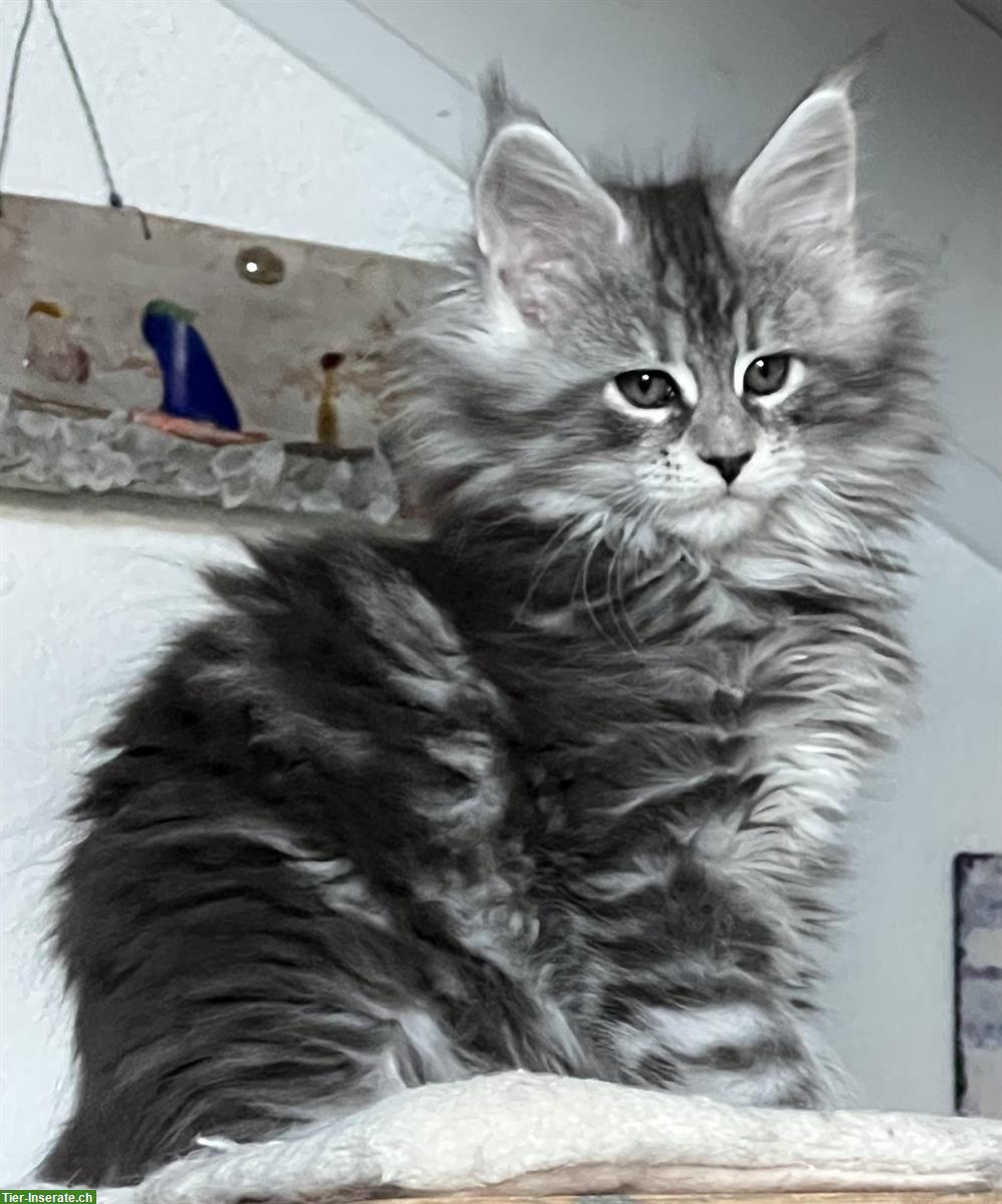 Bild 2: Reinrassige Maine Coon Kitten abzugeben