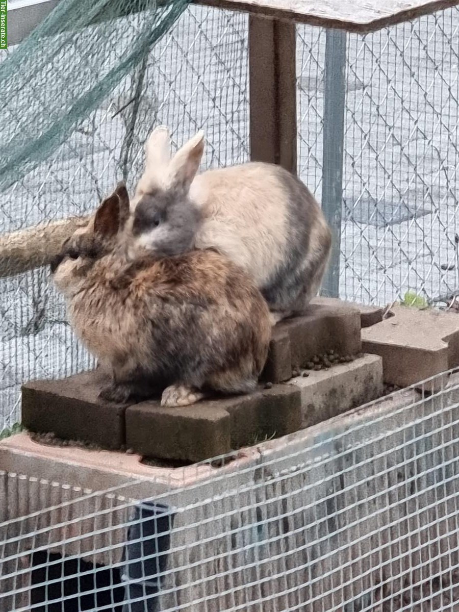 Bild 2: Zwergkaninchen Balou & Mogli suchen ein neues Zuhause