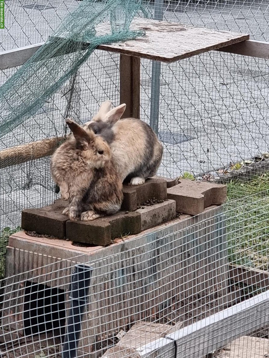 Bild 3: Zwergkaninchen Balou & Mogli suchen ein neues Zuhause