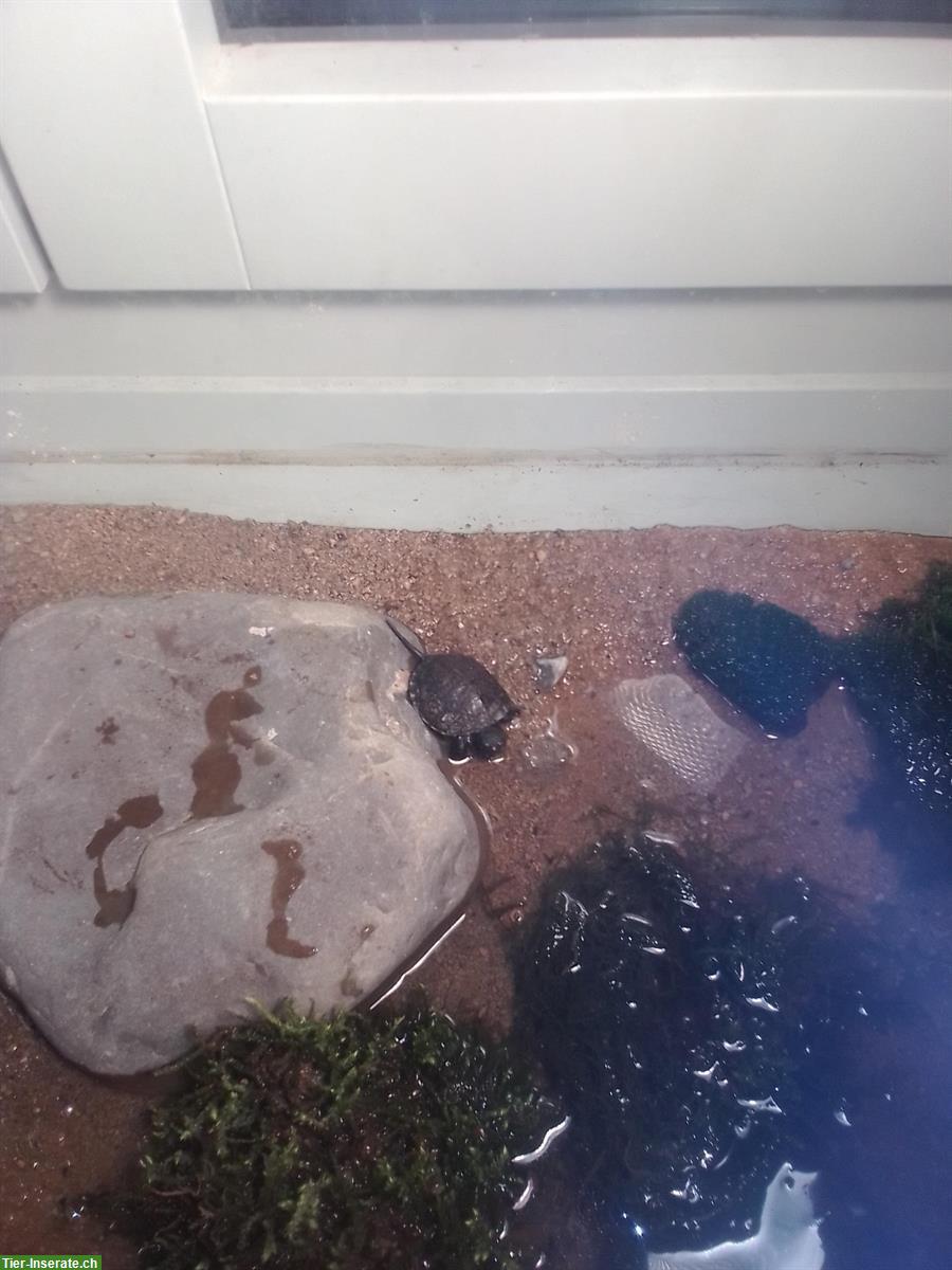 2 kleine Schildkröten mit Vivarium