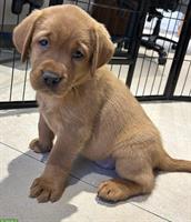 Reinrassige foxred Labrador Welpen, ohne Papiere