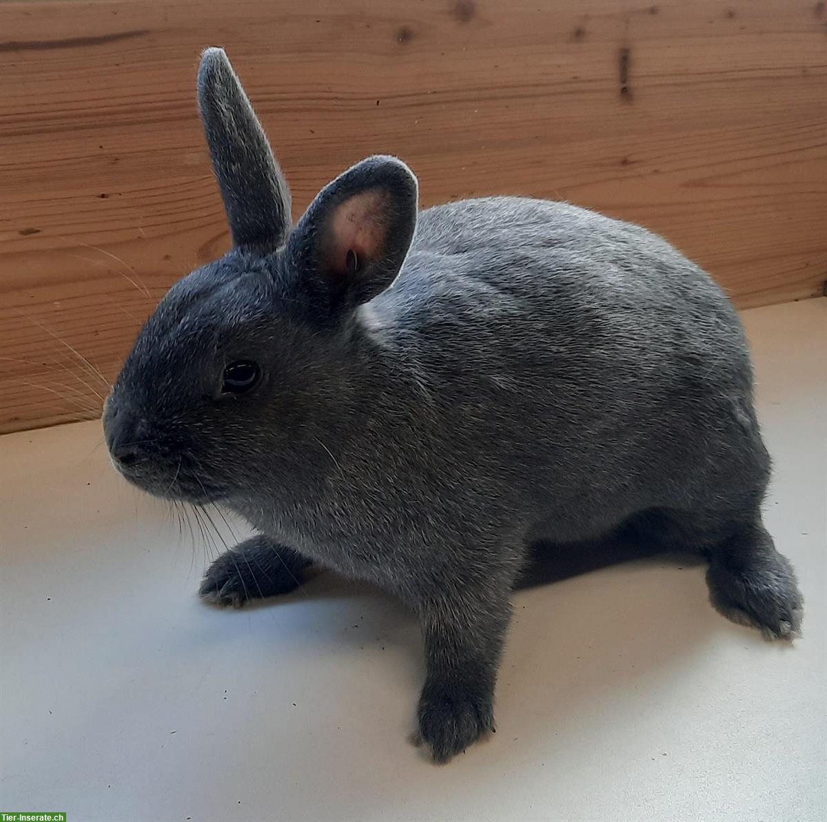 Bild 2: Kleinsilber Kaninchen in blau und schwarz zu verkaufen