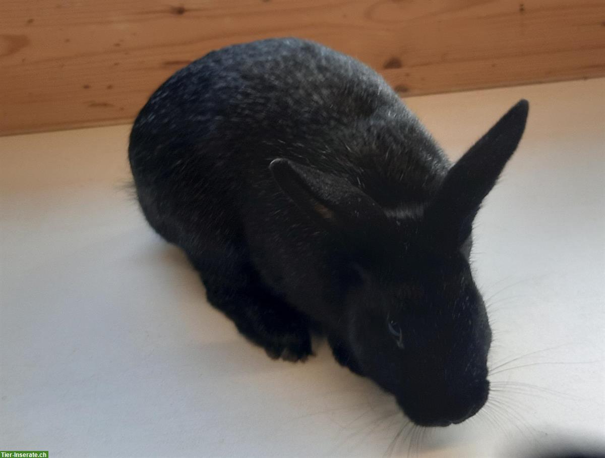 Bild 5: Kleinsilber Kaninchen in blau und schwarz zu verkaufen