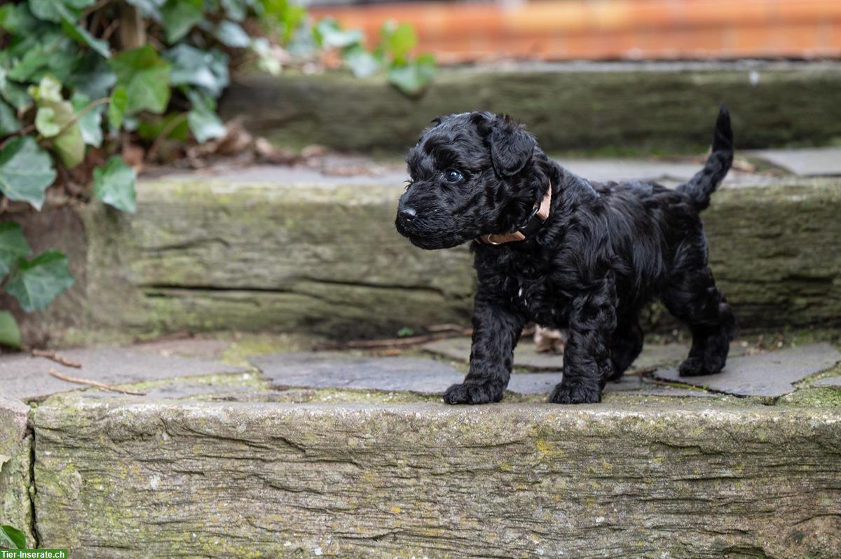 Bild 2: Kerry Blue Terrier Welpen aus Hobbyzucht