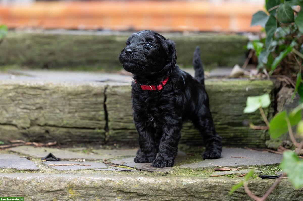 Bild 3: Kerry Blue Terrier Welpen aus Hobbyzucht