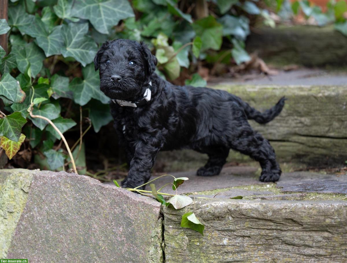 Bild 4: Kerry Blue Terrier Welpen aus Hobbyzucht