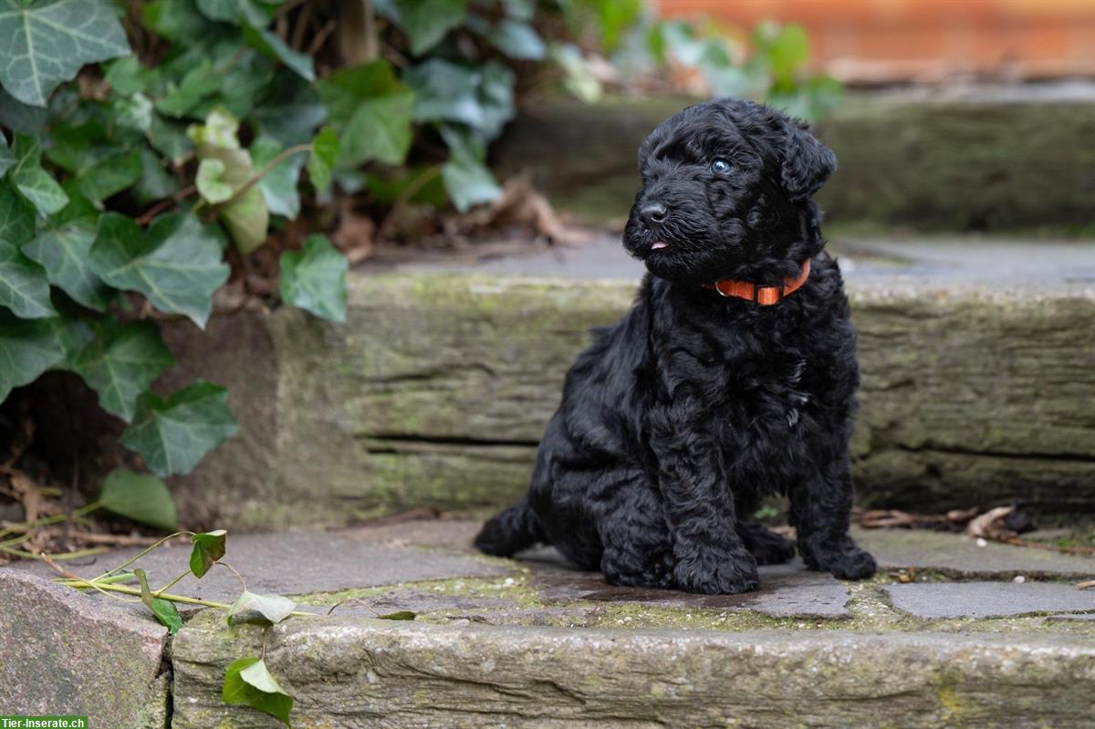 Bild 5: Kerry Blue Terrier Welpen aus Hobbyzucht