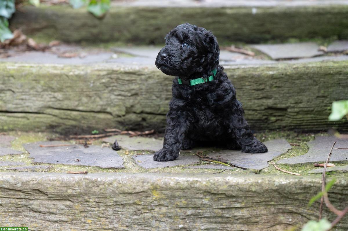 Bild 6: Kerry Blue Terrier Welpen aus Hobbyzucht