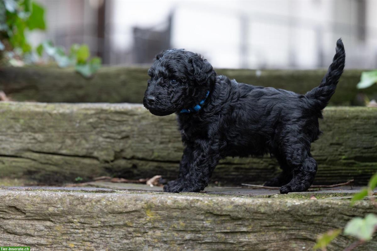 Bild 7: Kerry Blue Terrier Welpen aus Hobbyzucht