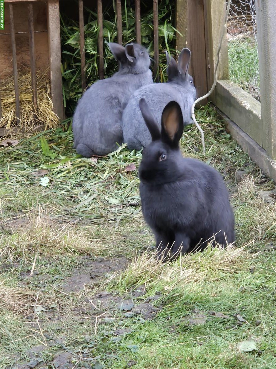 Schweizer Schecken Zibbe schwarz