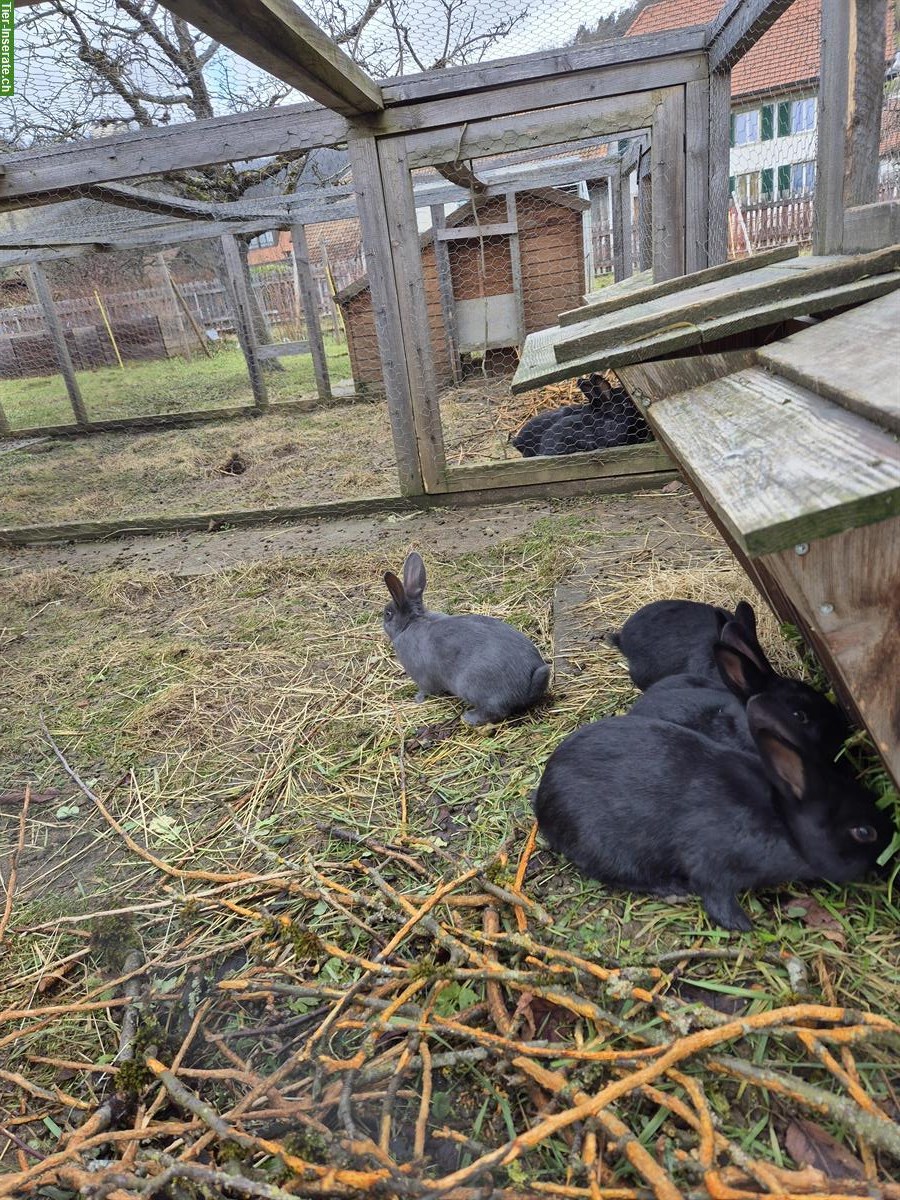 Bild 2: Schweizer Schecken Kaninchen, schwarz