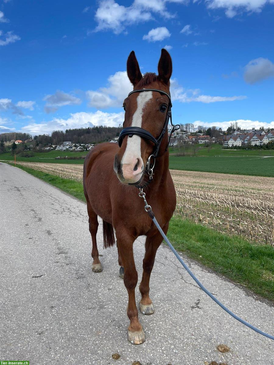 Reitbeteiligung auf 12-jähriger Warmblutstute zu vergeben