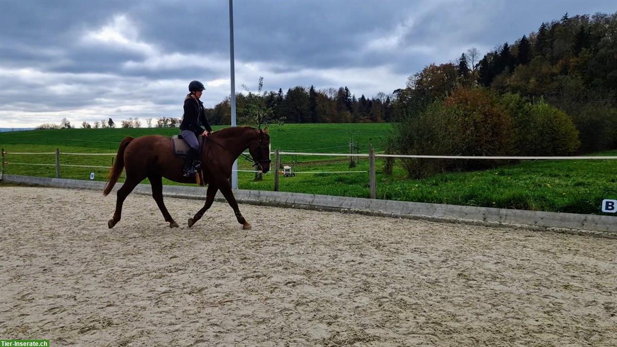 Bild 2: Reitbeteiligung auf 12-jähriger Warmblutstute zu vergeben