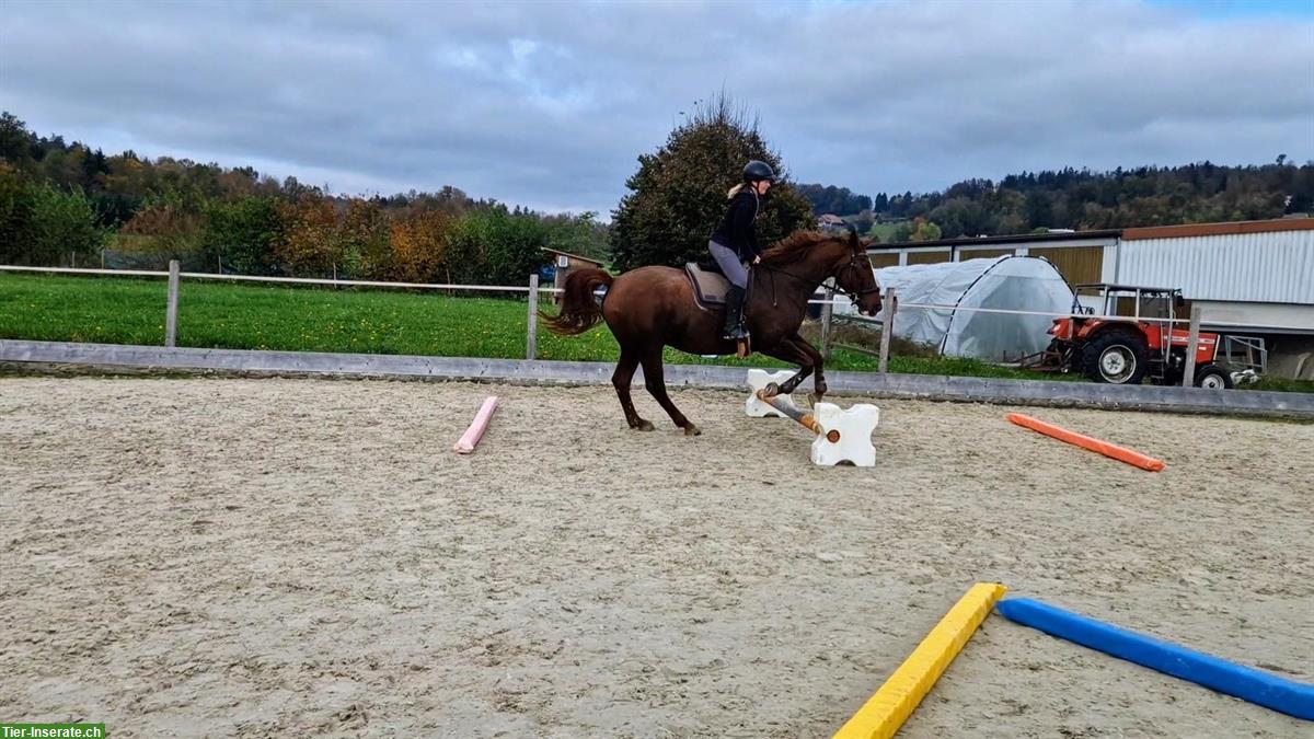 Bild 3: Reitbeteiligung auf 12-jähriger Warmblutstute zu vergeben