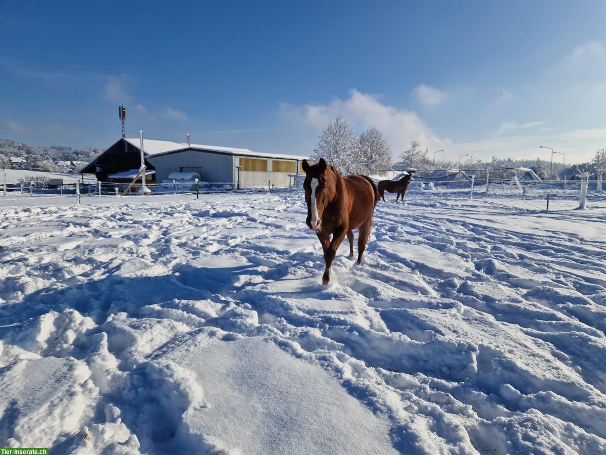 Bild 4: Reitbeteiligung auf 12-jähriger Warmblutstute zu vergeben