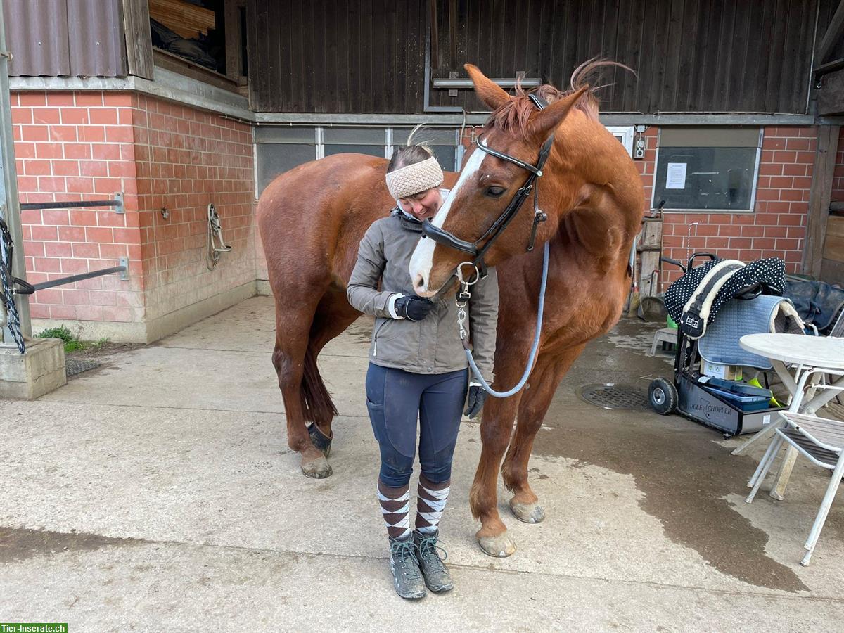 Bild 5: Reitbeteiligung auf 12-jähriger Warmblutstute zu vergeben