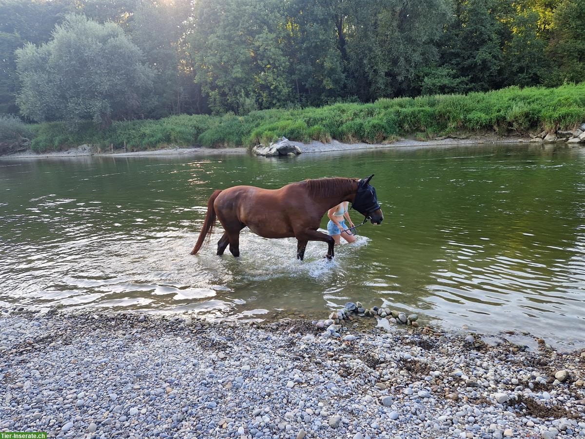 Bild 6: Reitbeteiligung auf 12-jähriger Warmblutstute zu vergeben