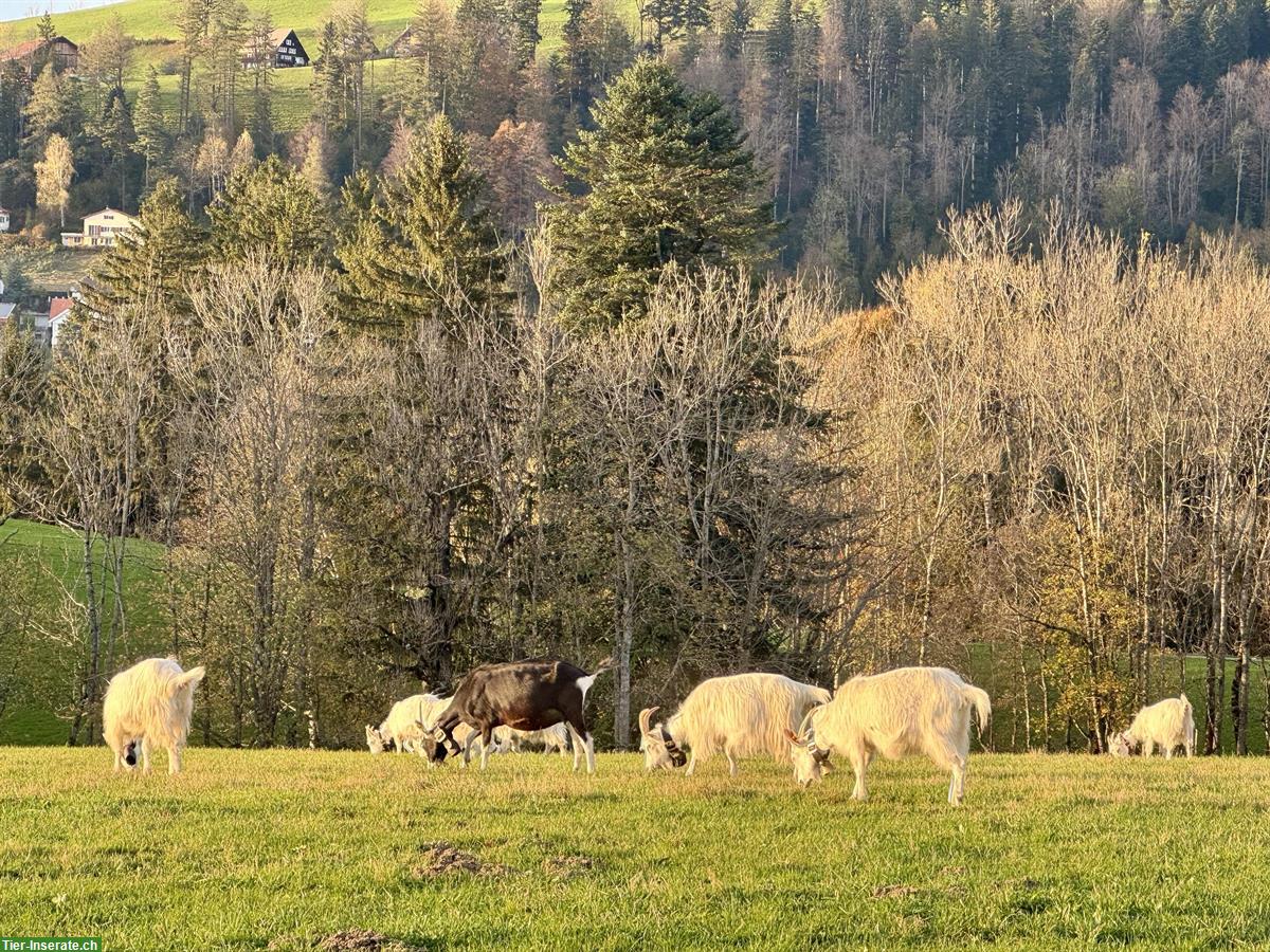 Bild 2: Diverse Appenzeller Ziegen zu verkaufen