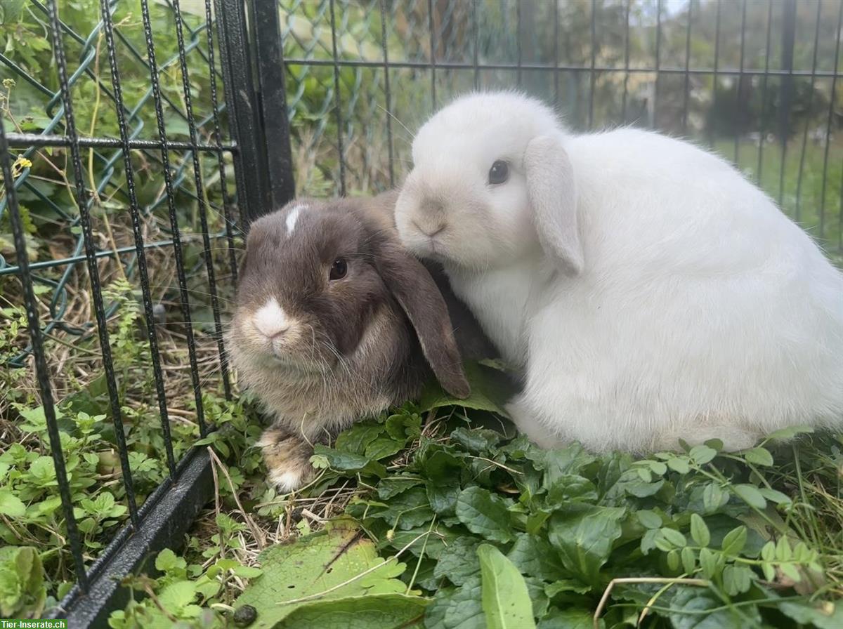 Zwergkaninchen Minilop Pärchen sucht Zuhause