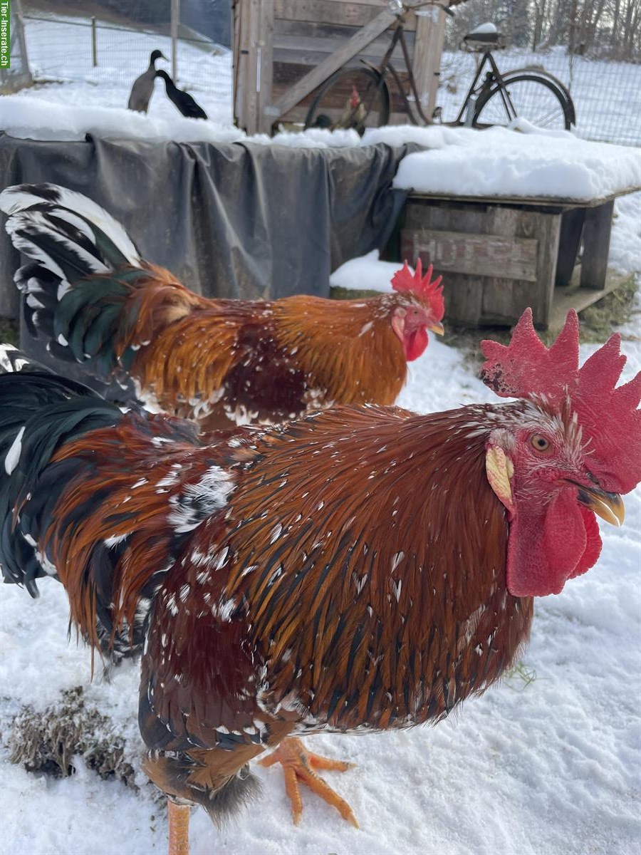 Bild 2: Schöne Schwedische Blumenhuhn Güggel gratis abzugeben