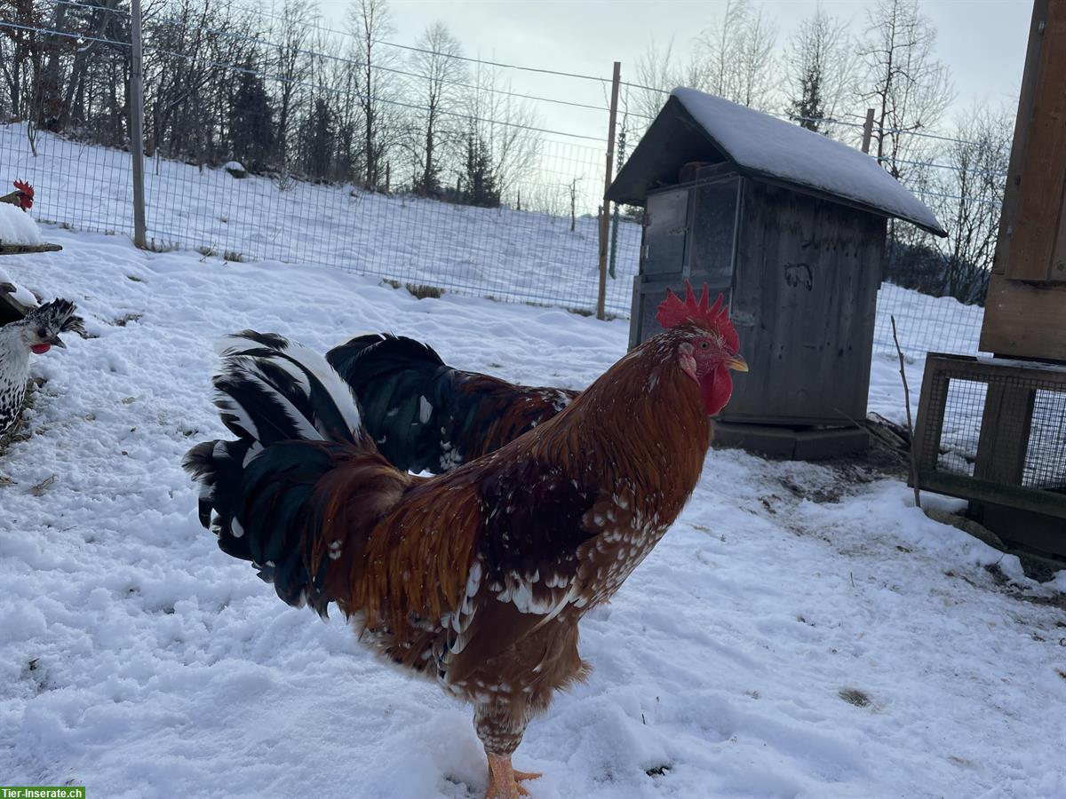 Bild 3: Schöne Schwedische Blumenhuhn Güggel gratis abzugeben