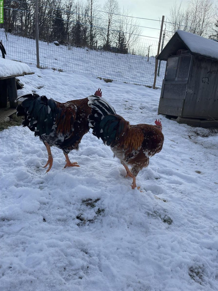 Bild 4: Schöne Schwedische Blumenhuhn Güggel gratis abzugeben