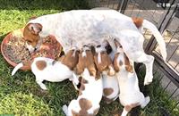 Wunderschöne Jack Russell Welpen, reinrassig aus CH-Zucht