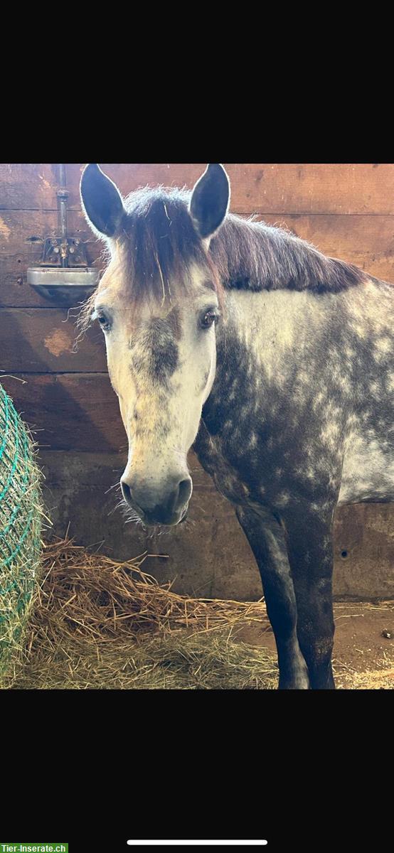 Bild 2: Chicago, toller Freizeit Pony Wallach