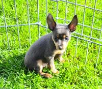 Russkiy Toy Terrier Rüde in blue and tan