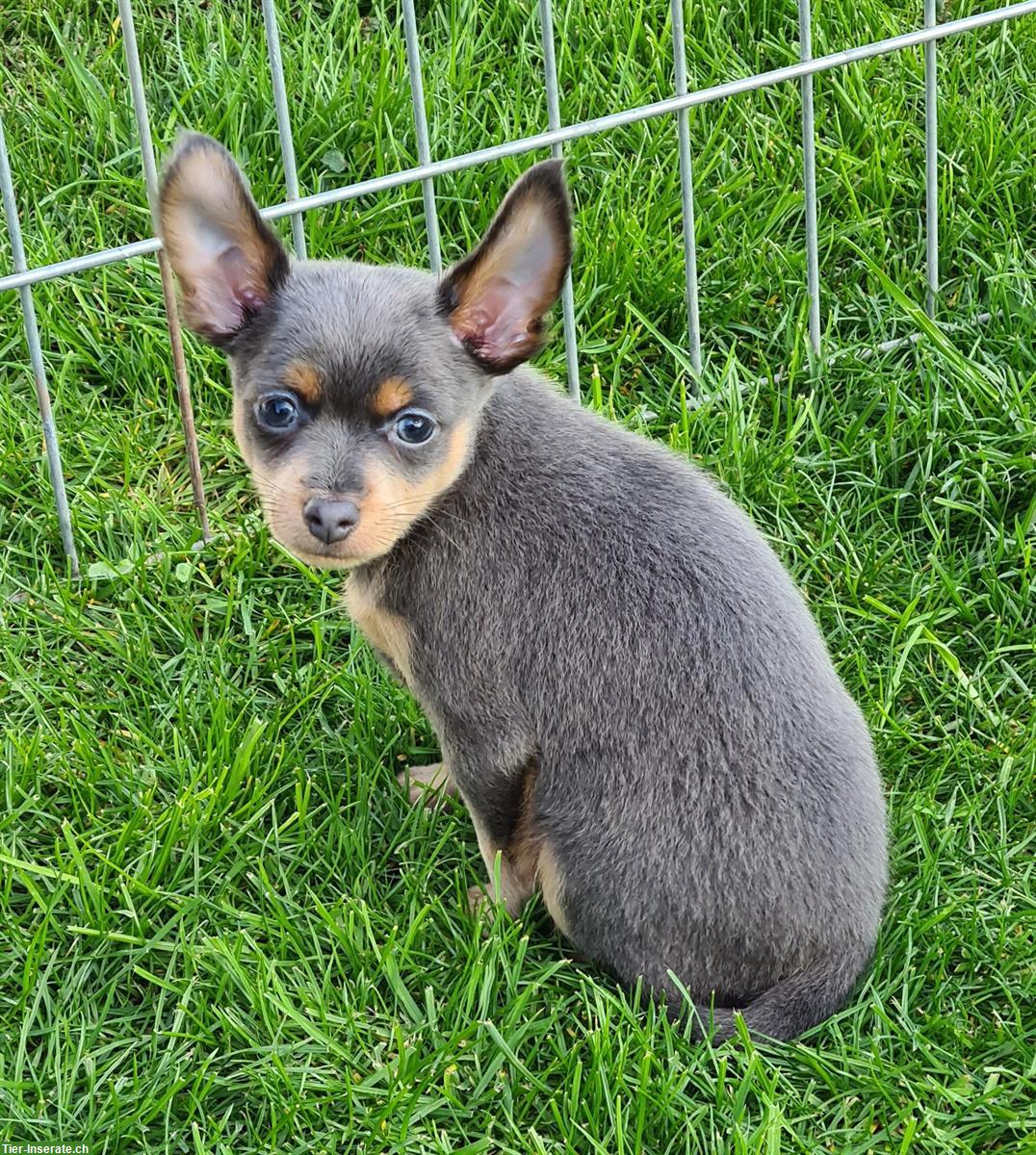 Bild 2: Russkiy Toy Terrier Rüde in blue and tan