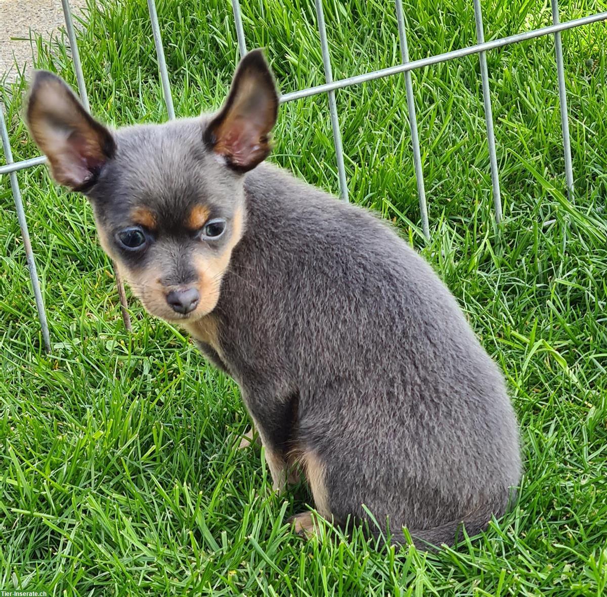 Bild 3: Russkiy Toy Terrier Rüde in blue and tan