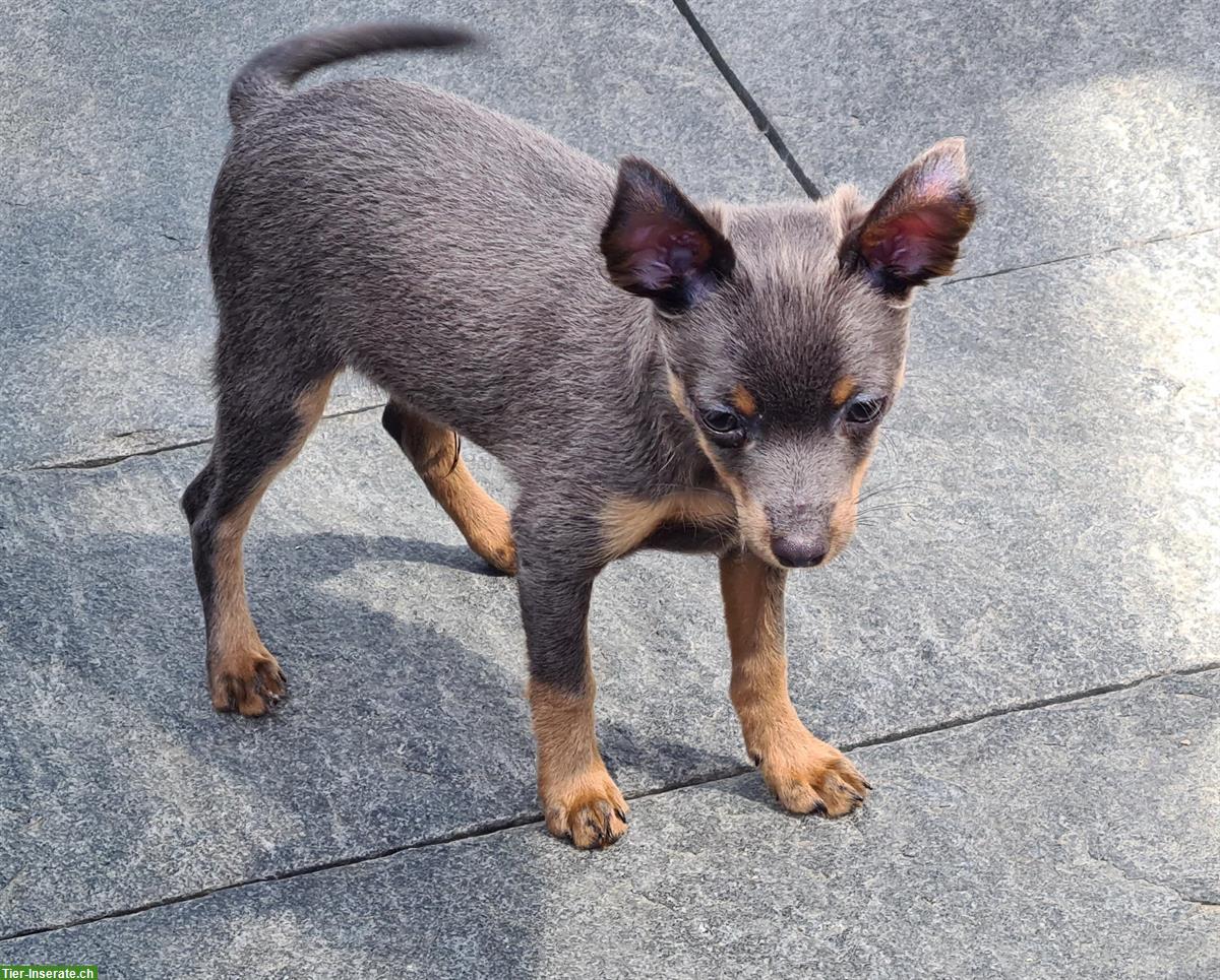 Bild 5: Russkiy Toy Terrier Rüde in blue and tan