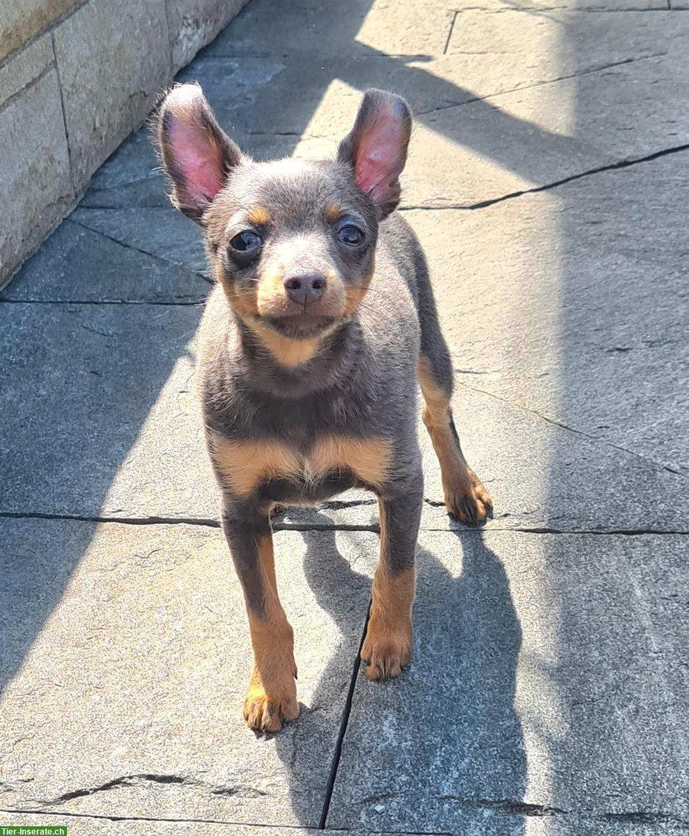 Bild 6: Russkiy Toy Terrier Rüde in blue and tan