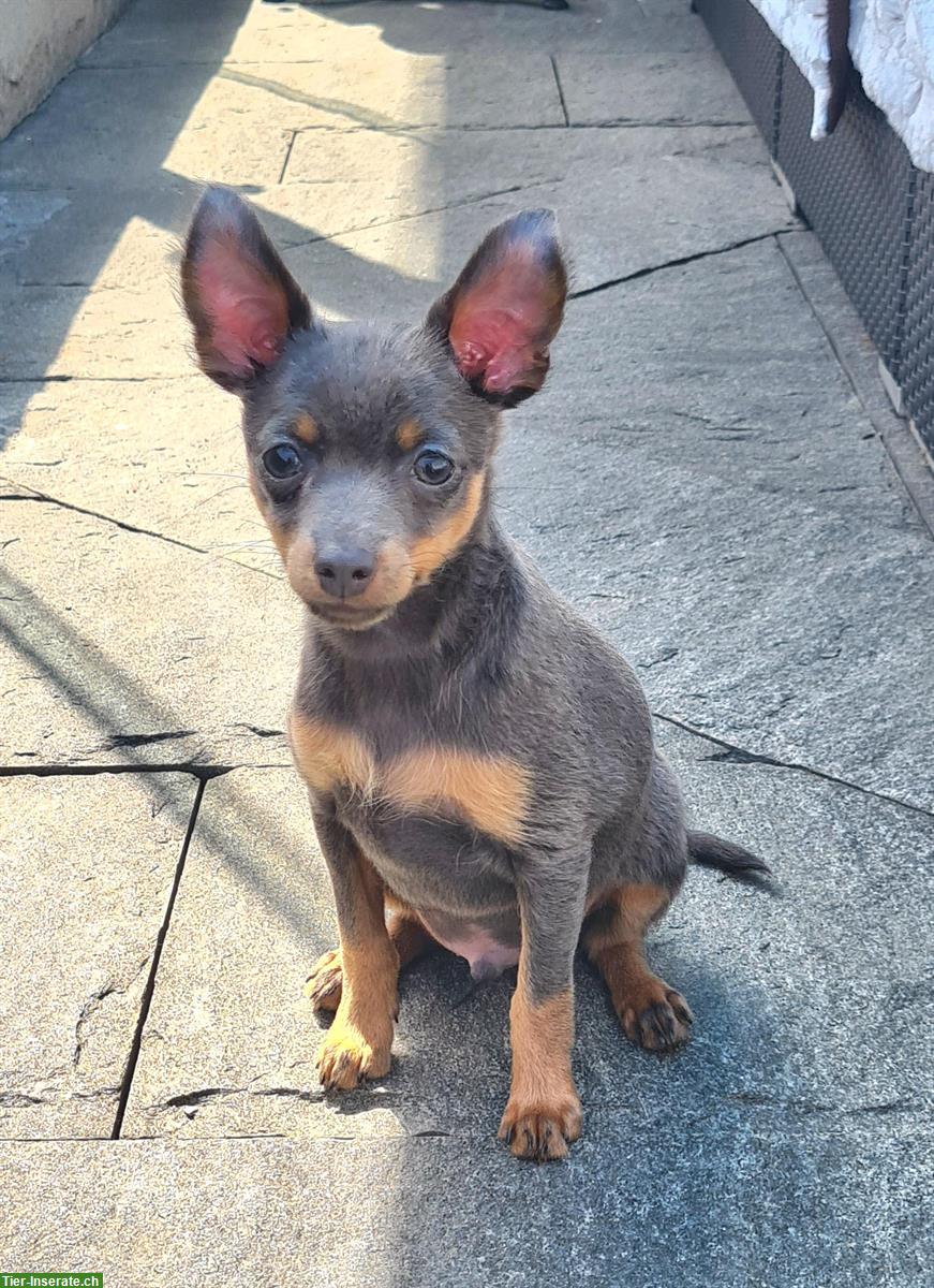 Bild 7: Russkiy Toy Terrier Rüde in blue and tan