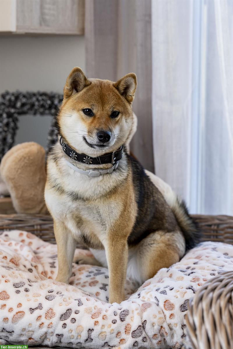 Bild 10: Shiba Inu Rüde Bandaj & Benjiro vom Zwärgehüsli mit Stammbaum