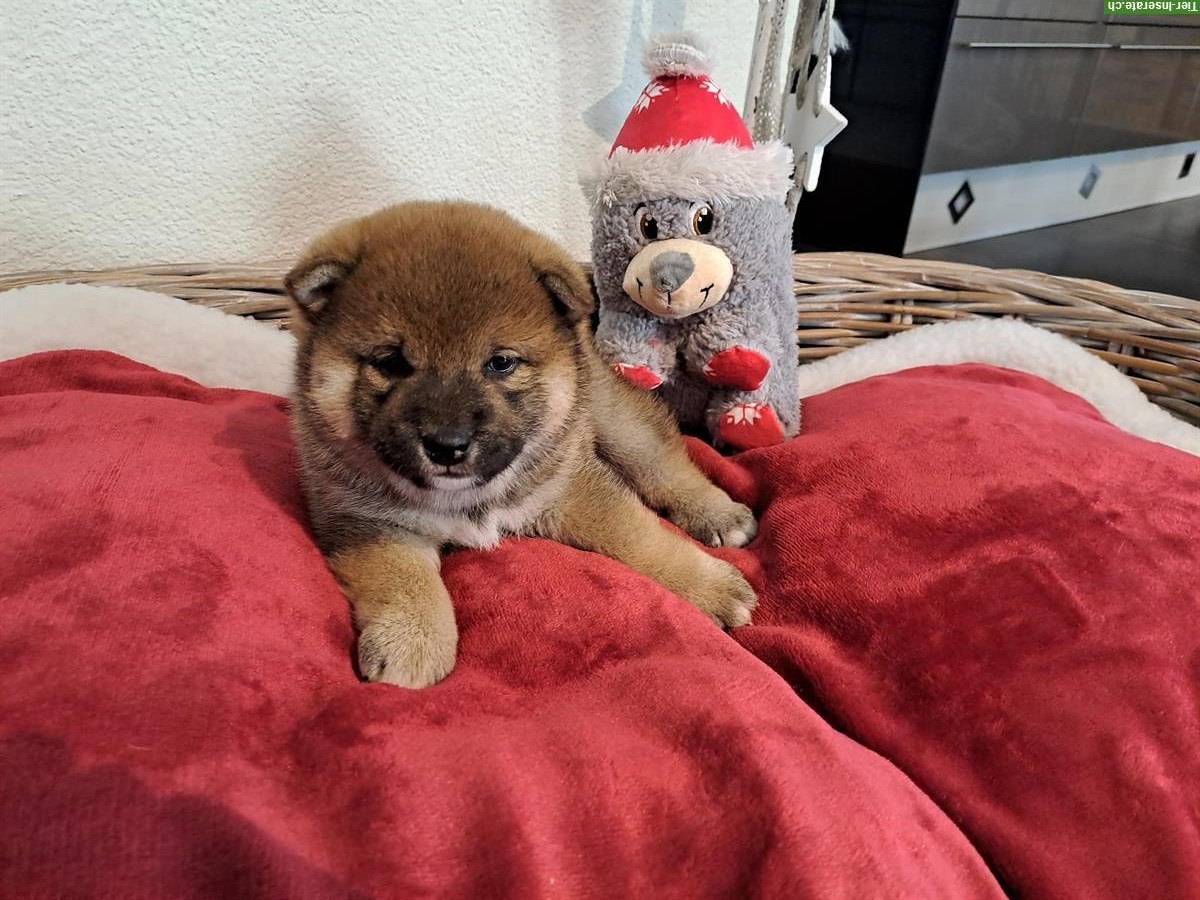 Bild 3: Shiba Inu Rüde Bandaj & Benjiro vom Zwärgehüsli mit Stammbaum